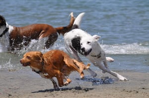 three dogs running at ocean beach dog park