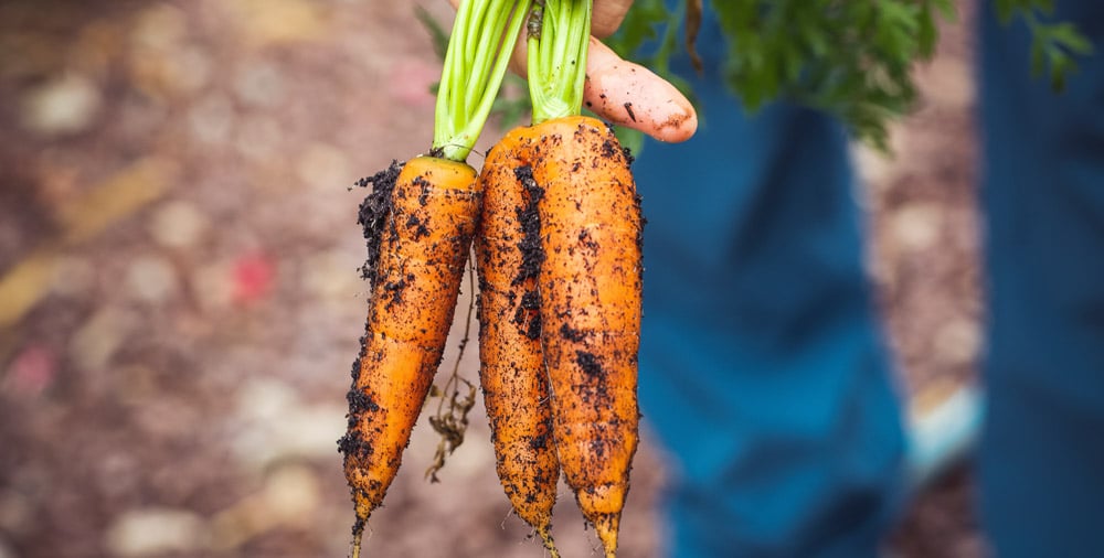 pulling-carrots-from-the-ground
